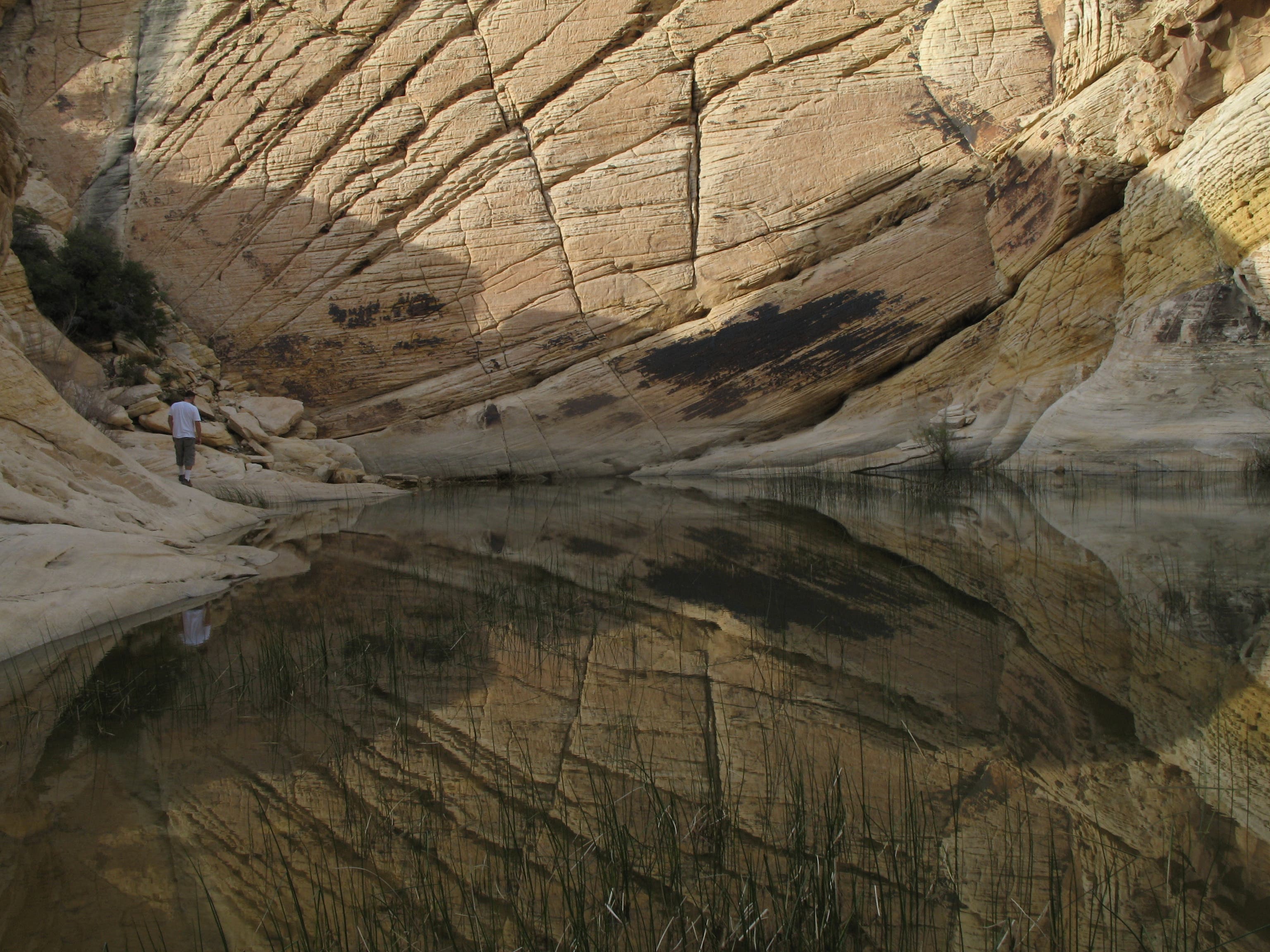 The Calico Tank None