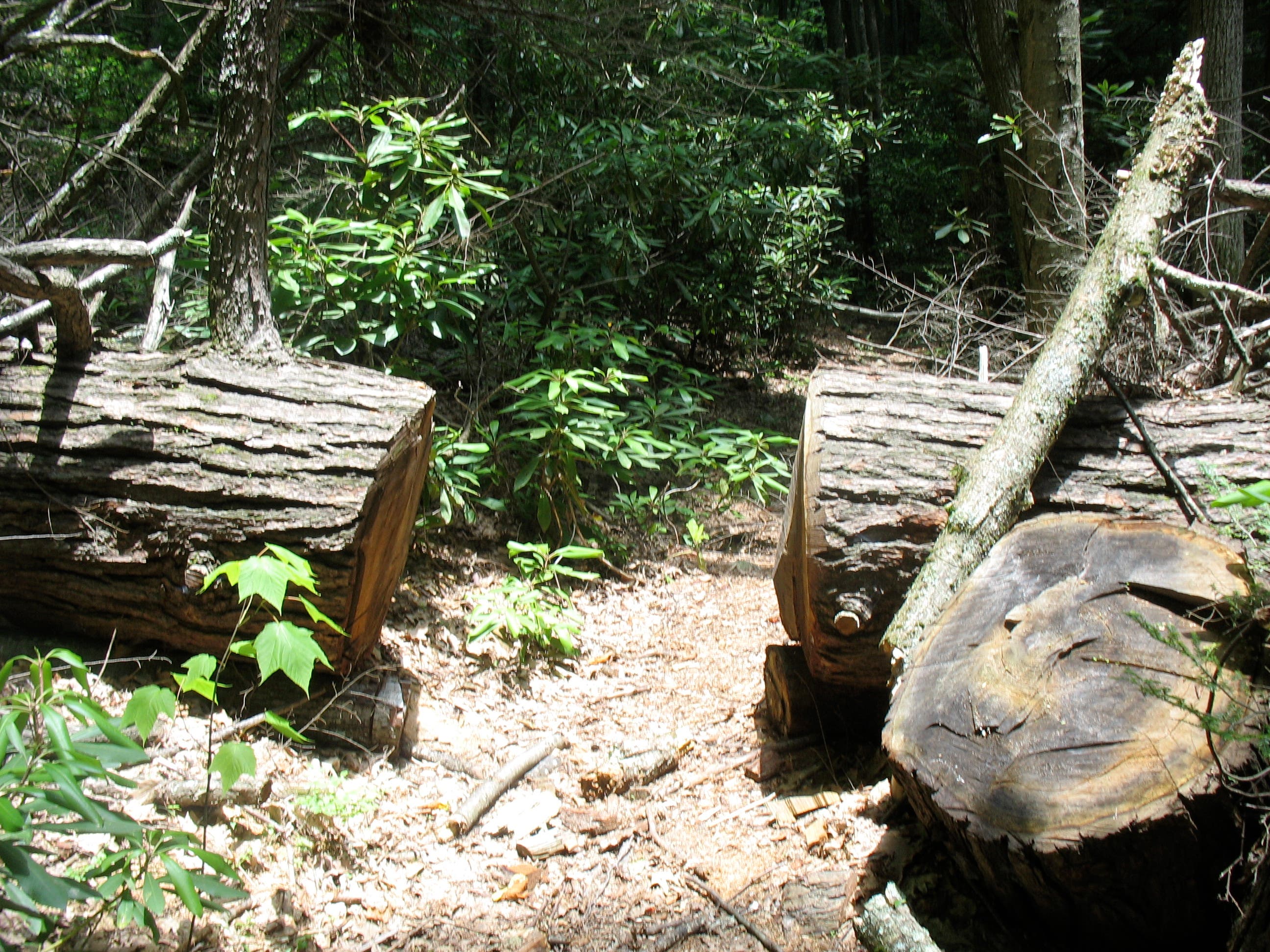 The Feathercamp Trail Doesn't Stop for Trees None