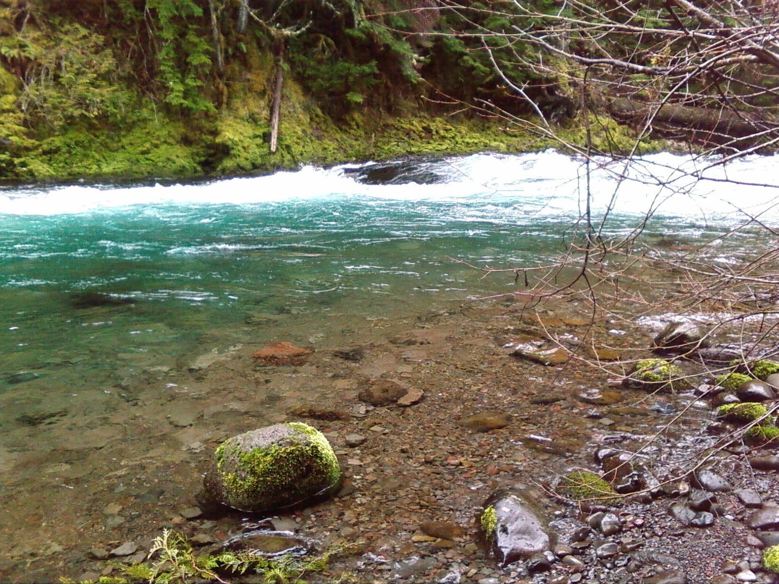 The McKenzie River None