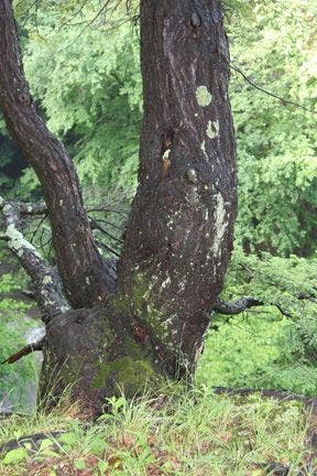 The only gorge view on Rim Trail None