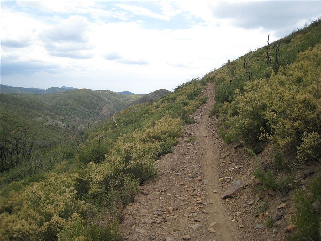 The singletrack to Pine Mountain None
