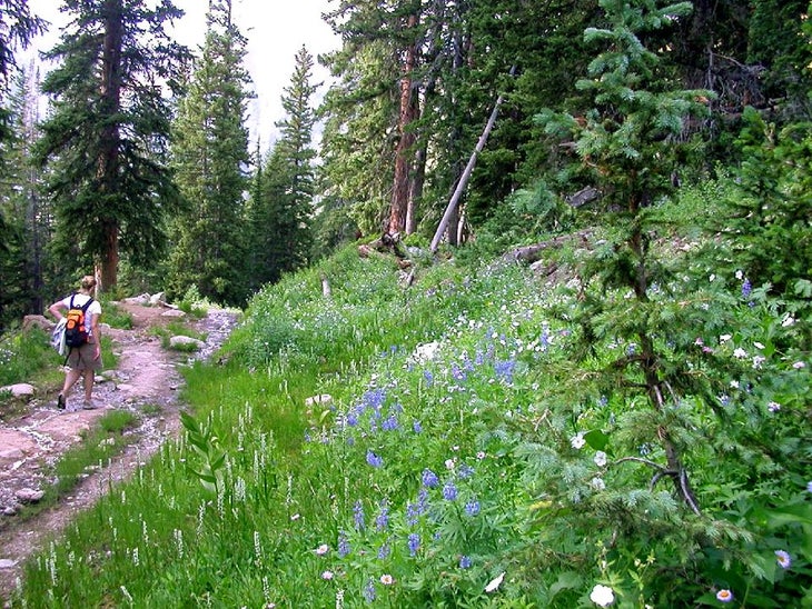 The Trail None