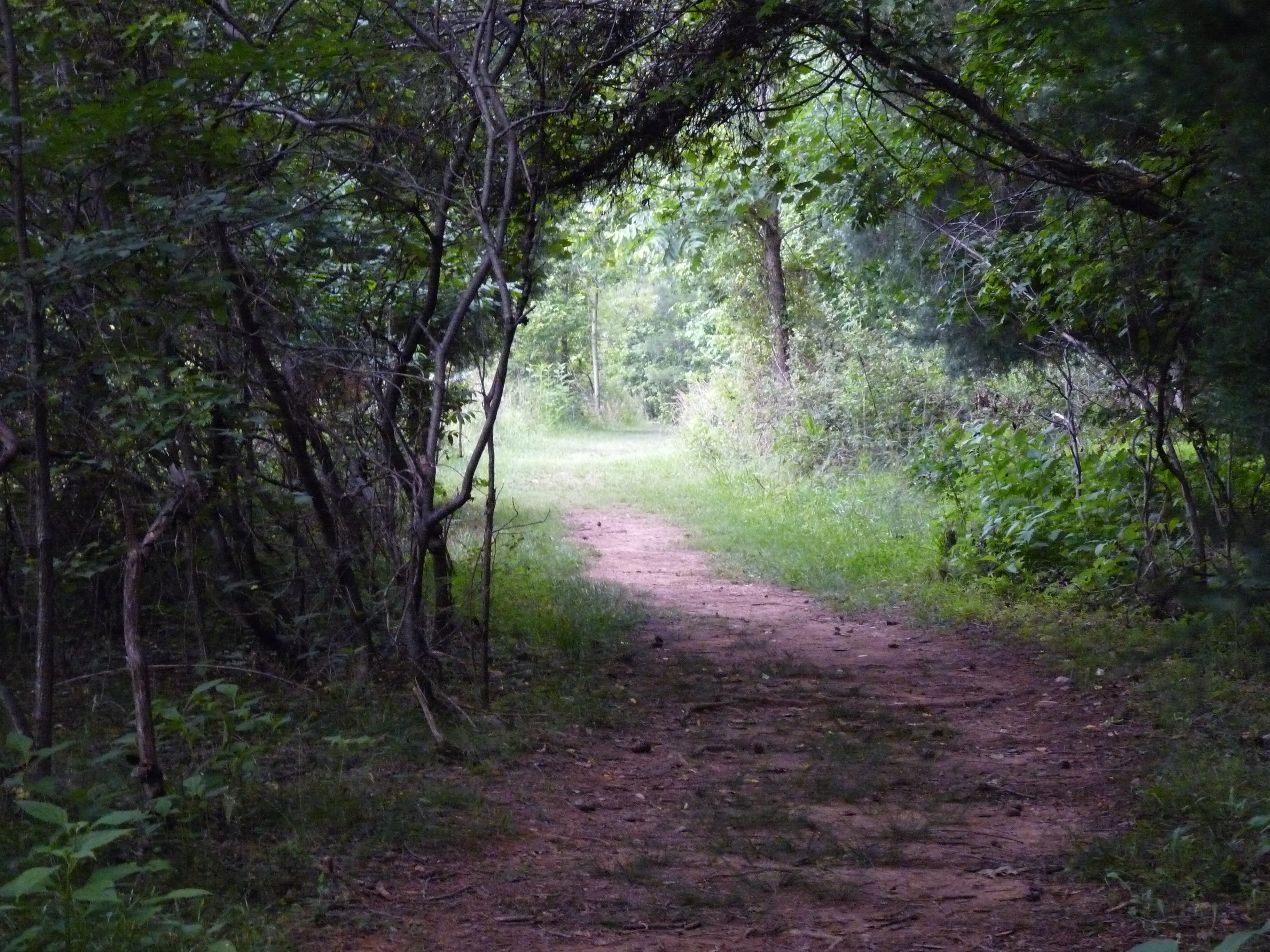 The winding trail None