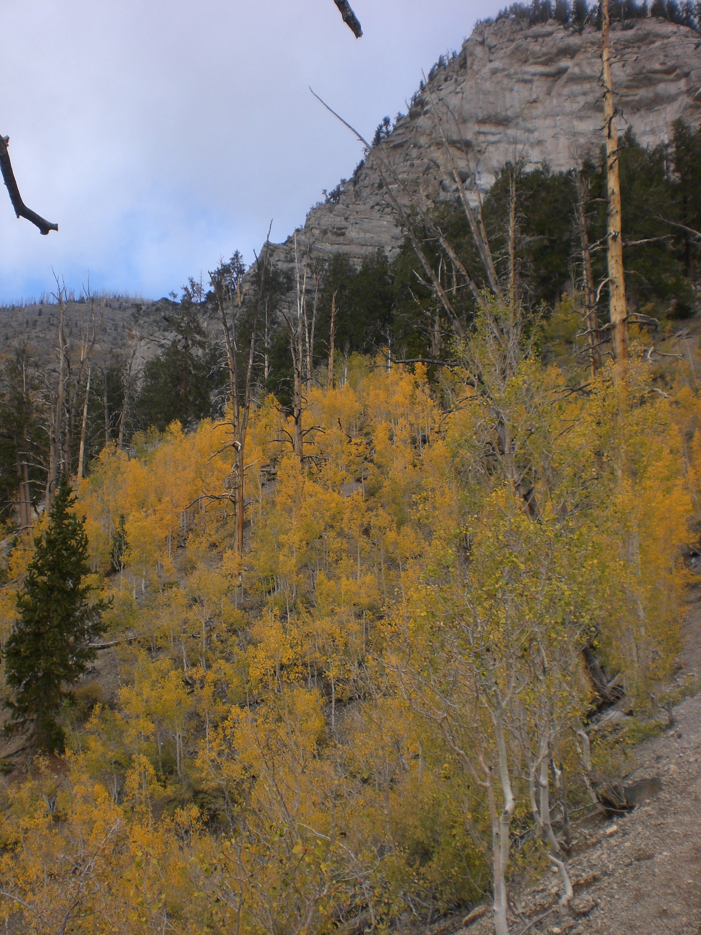 Thick Forest of Aspens None