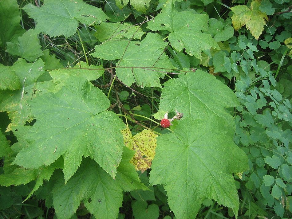 Thimbleberry None