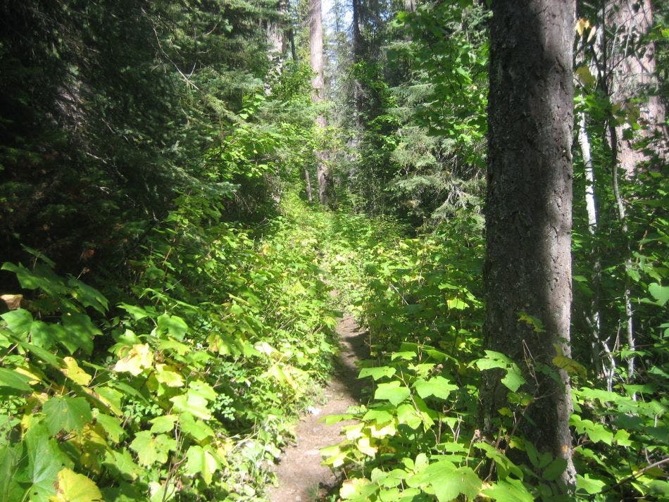 Thimbleberry lining the dirt trail to Kintla Lake. 
