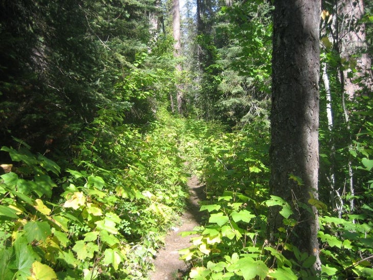Thimbleberry None