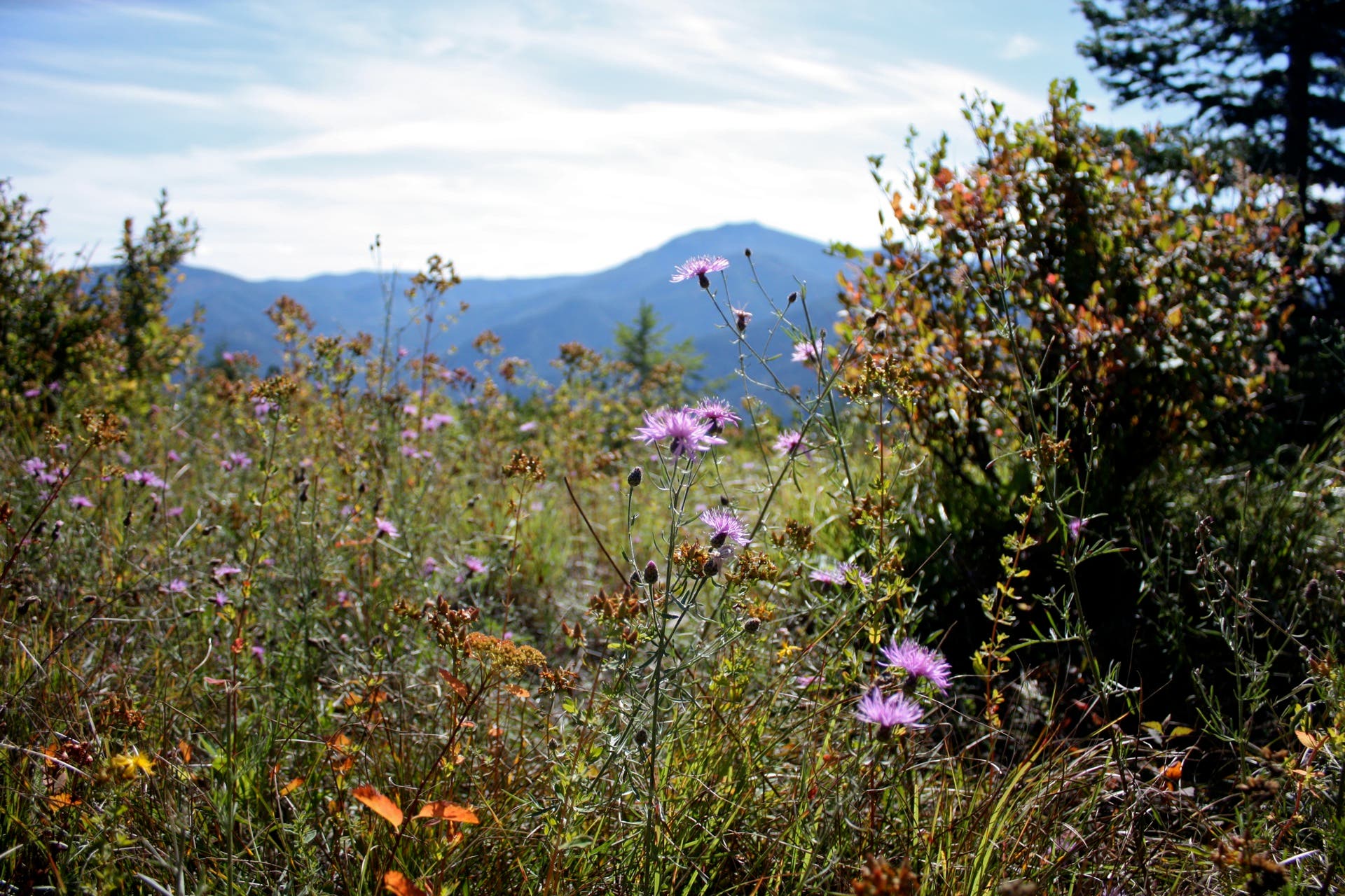 Thistle Flowers None