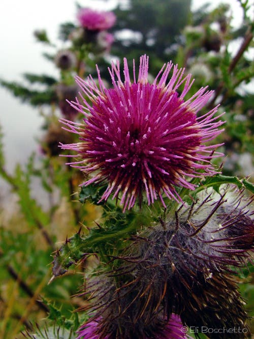 Thistle None