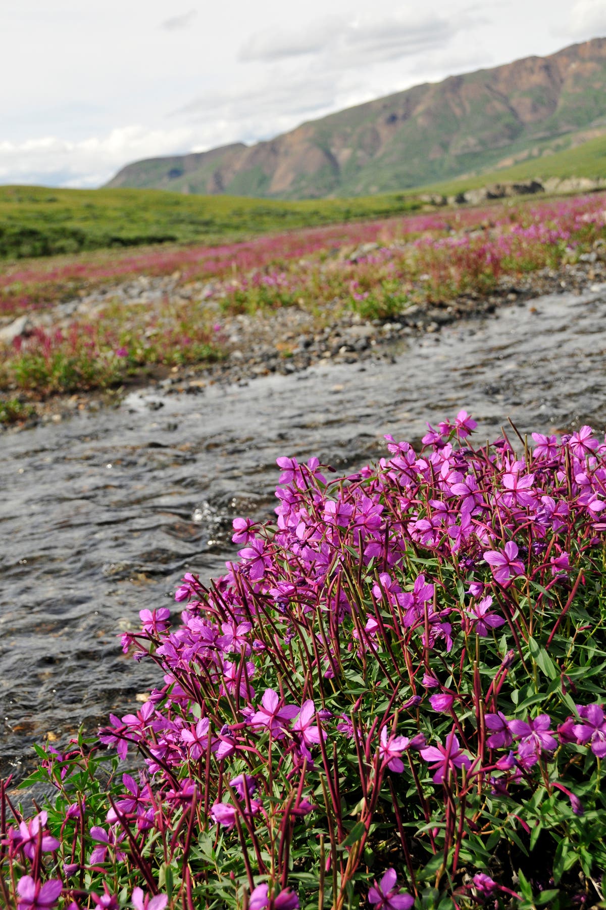 Thorofare River None