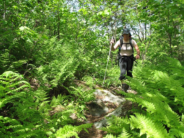 Through the Ferns None