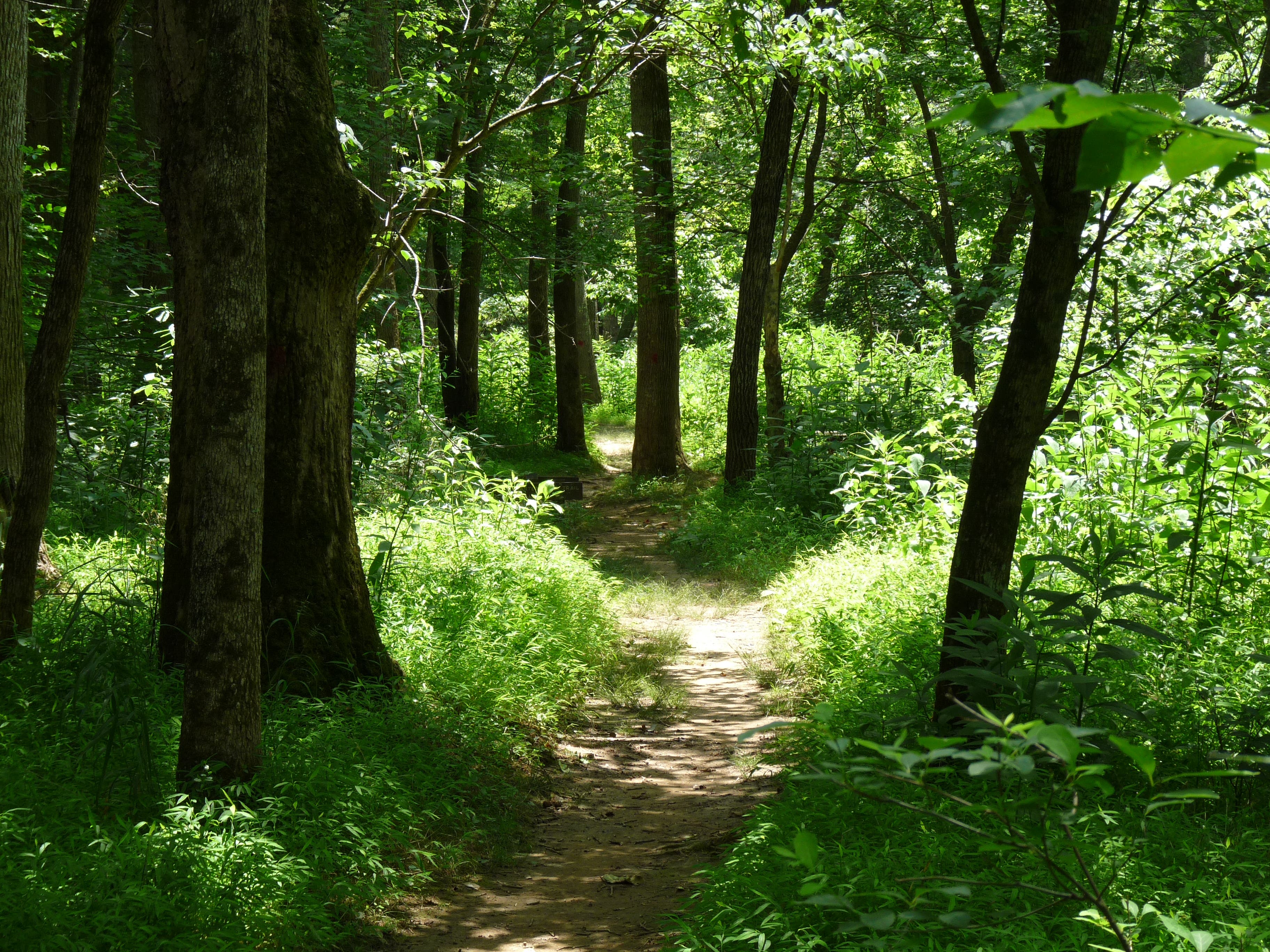 Through the trees of the Eno River Valley None