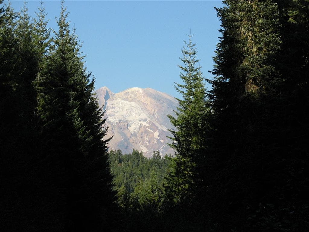 Through the trees None