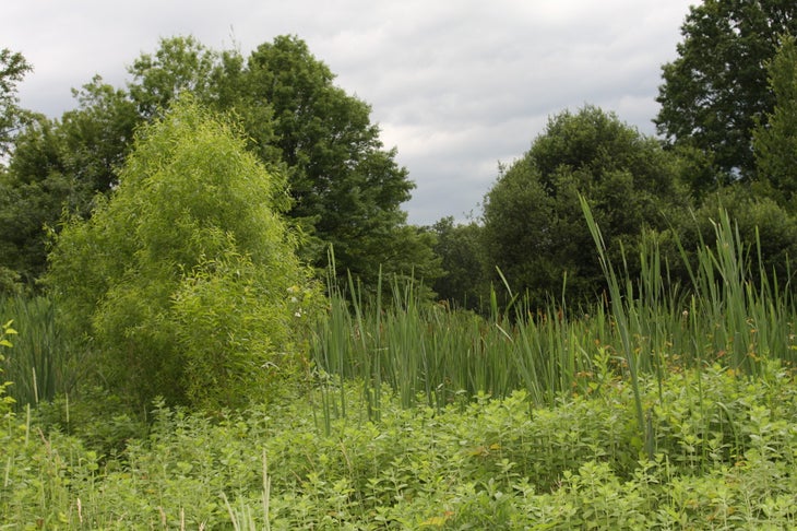 Tibbetts Wetlands None