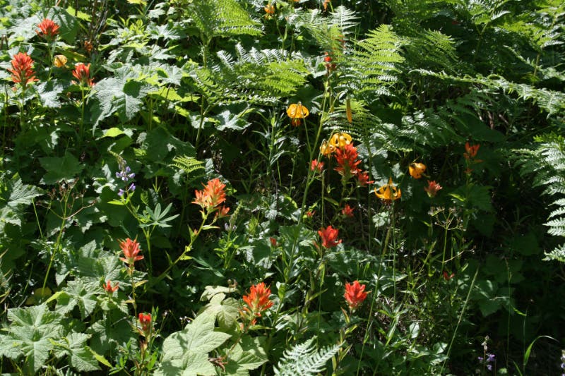 Tiger Lilies and Indian Paintbrush None