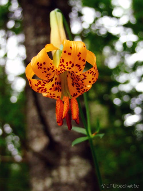Tiger Lily None