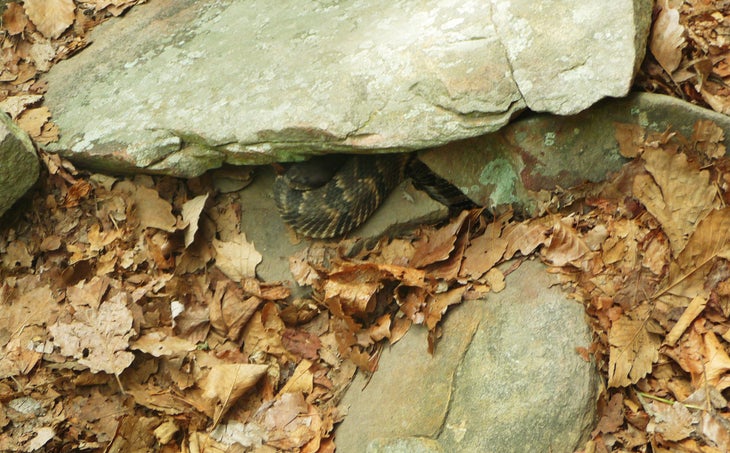 Timber Rattler None