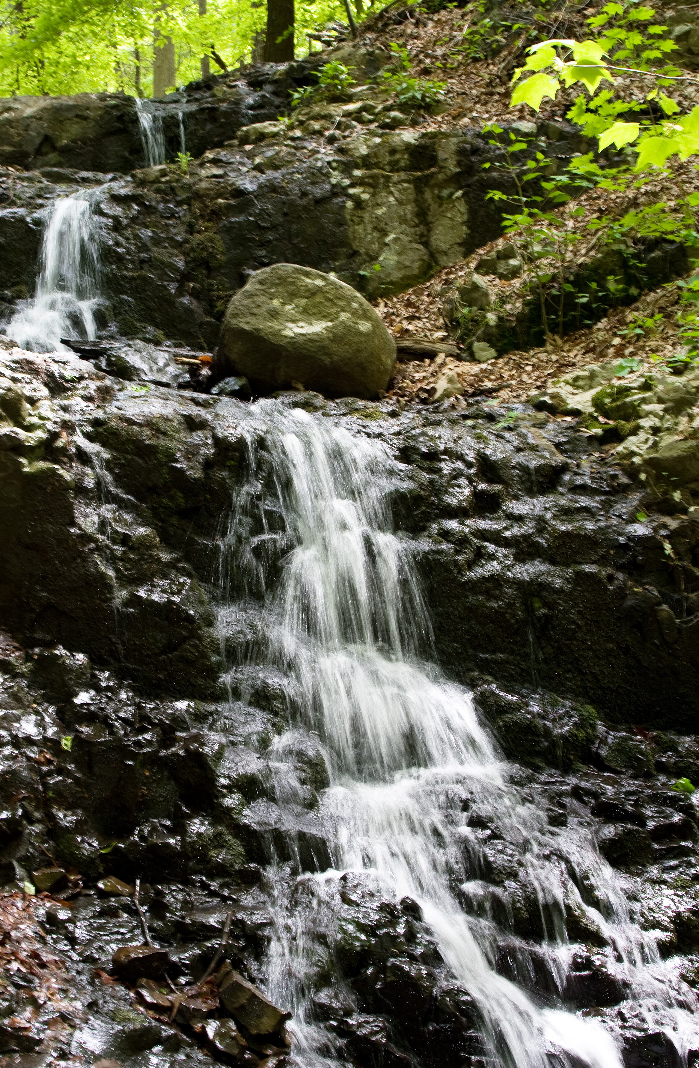 Tiny teaser falls before Hemlock None