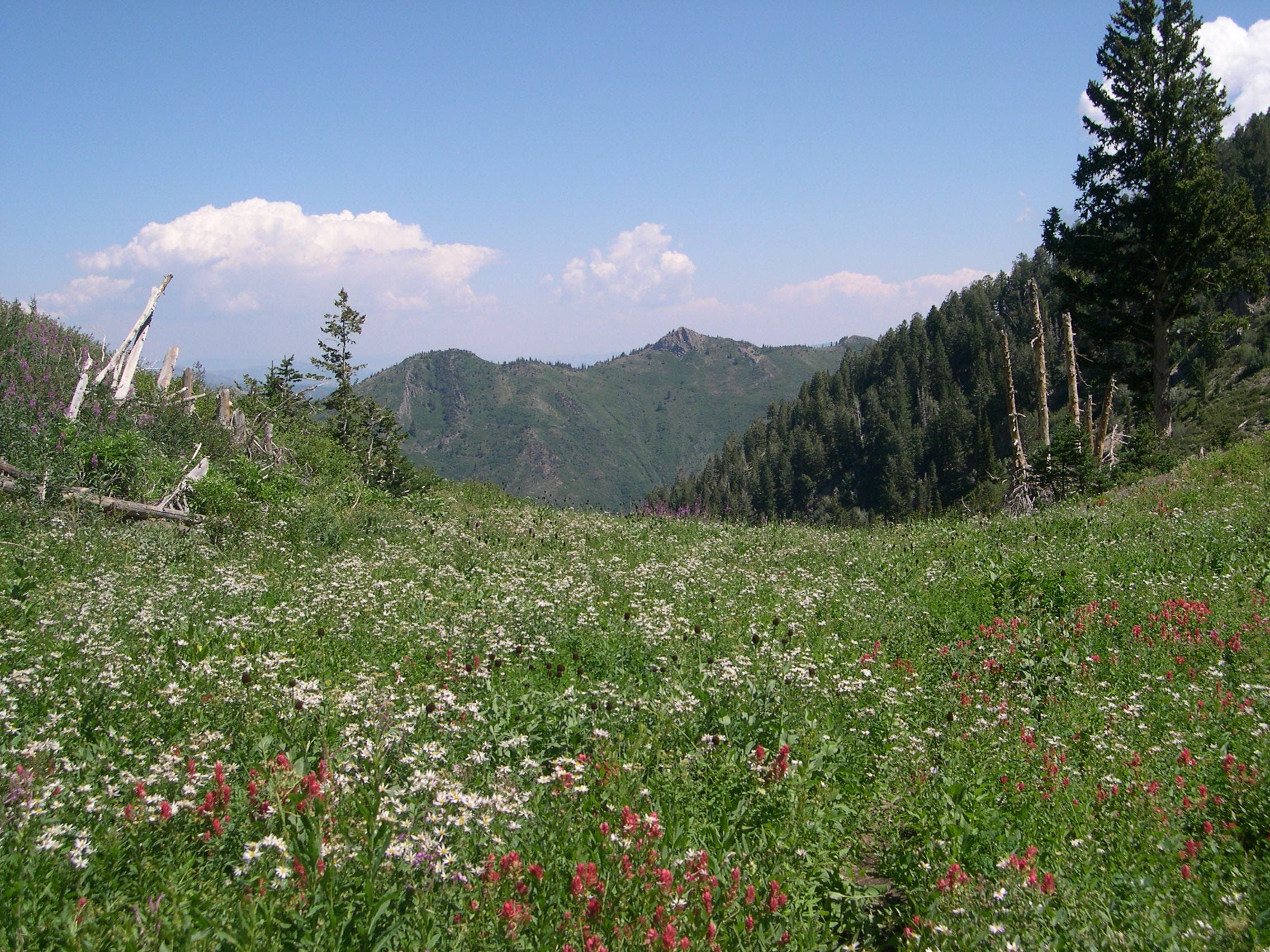 Toward Mill Creek Canyon None
