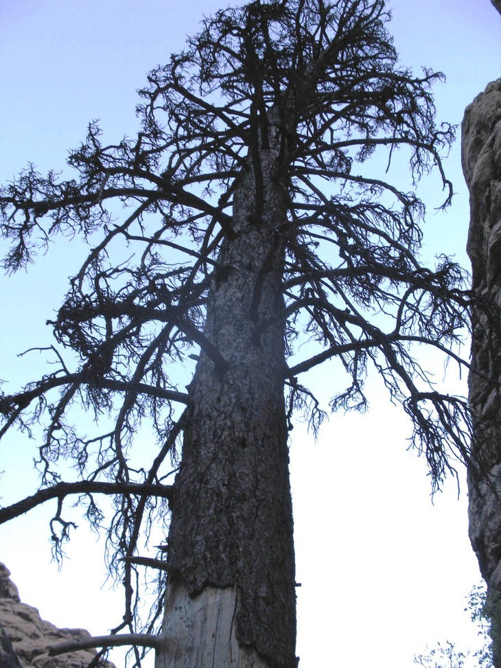 Towering Pine None