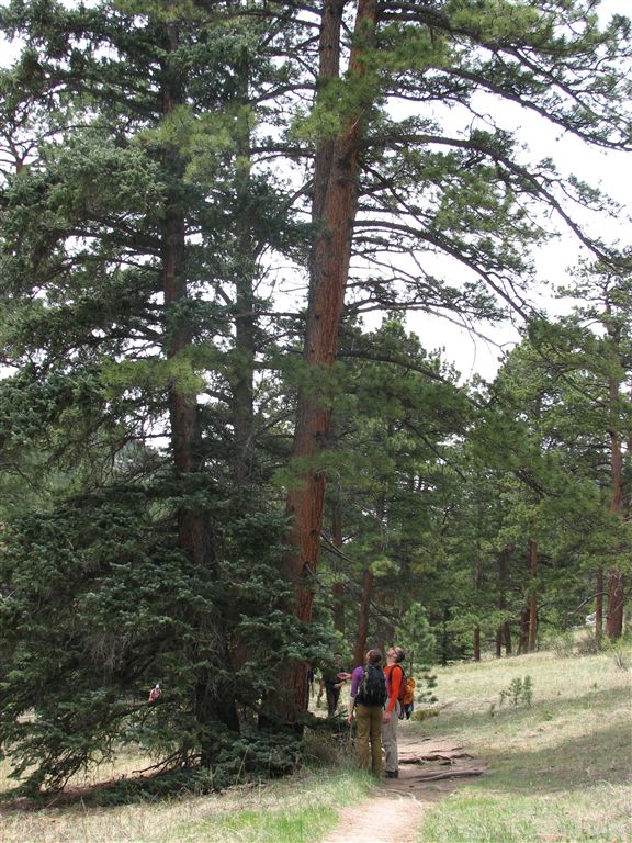 Towering Trees None