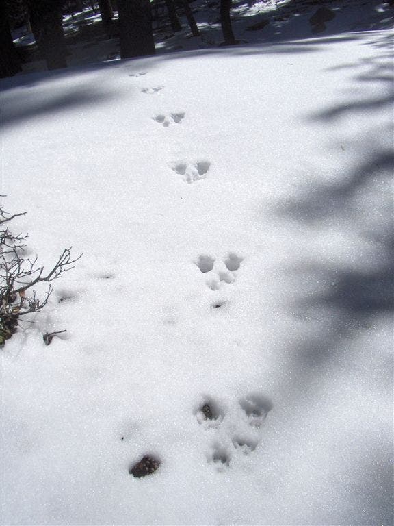 Tracks left in the snow None