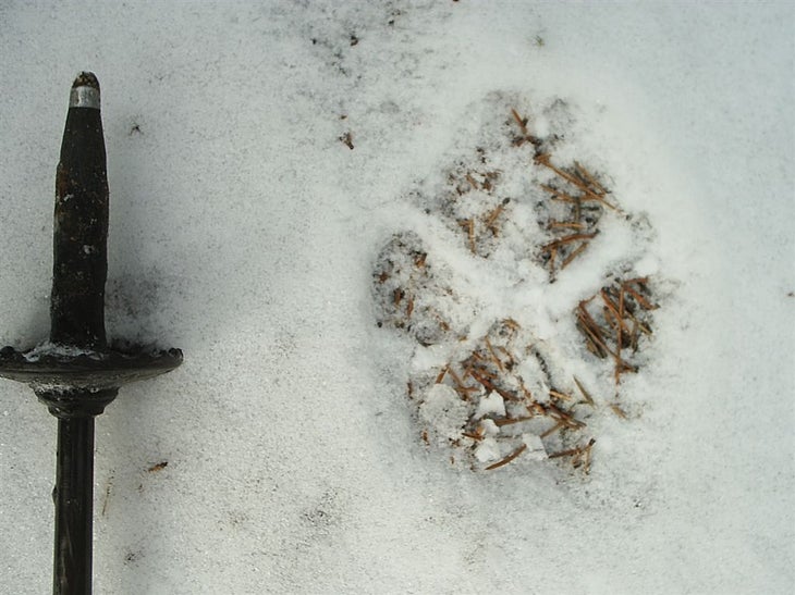 Tracks None