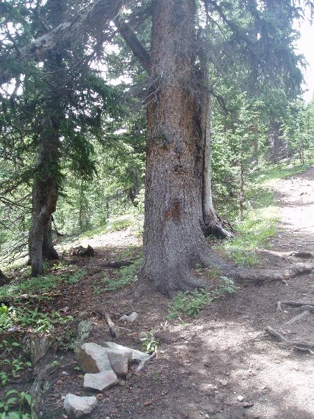 Trail None