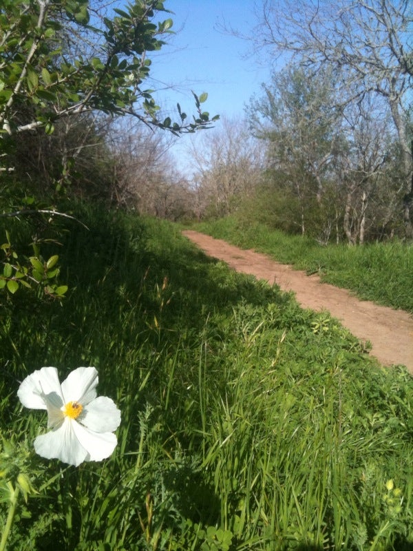 Trail None