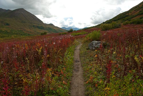 Trail along Little Susitna River None