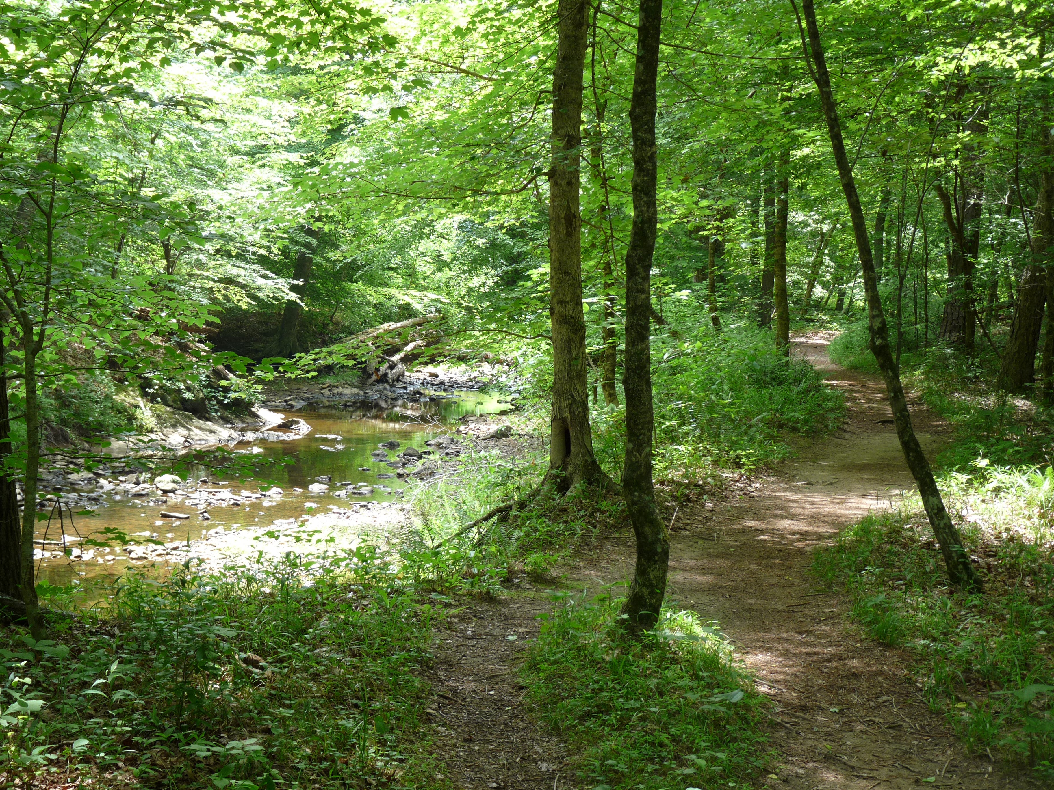 Trail Along Sycamore Creek None