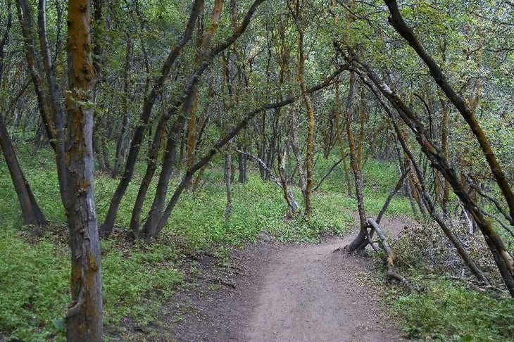 Trail and Trees None
