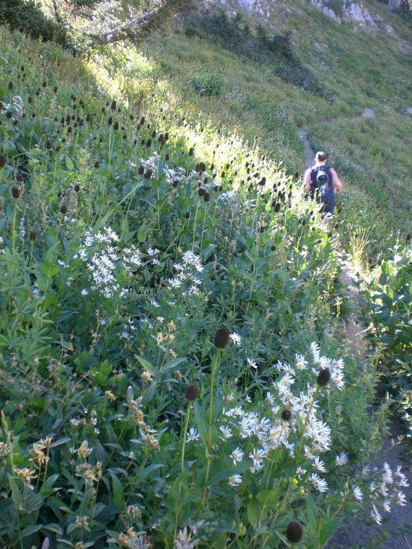 Trail Around Lake None
