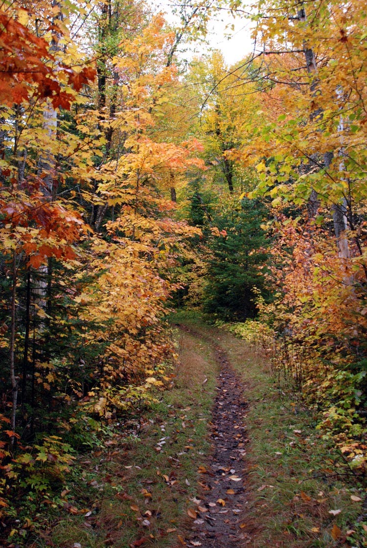 Trail by Connery Pond None