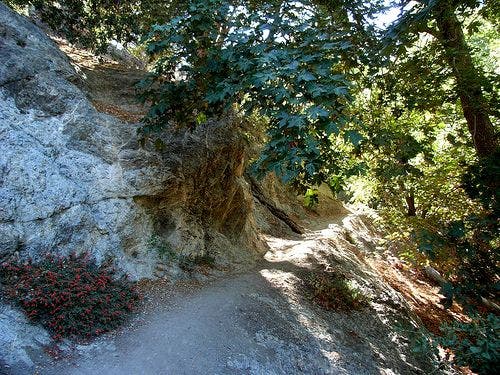 Trail cuts into Icehouse Canyon None