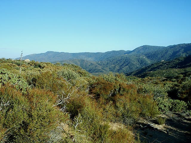 Trail flattens to scrubland. None