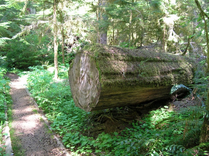 Trail Maintenance None