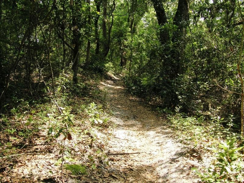 Trail through canopy None