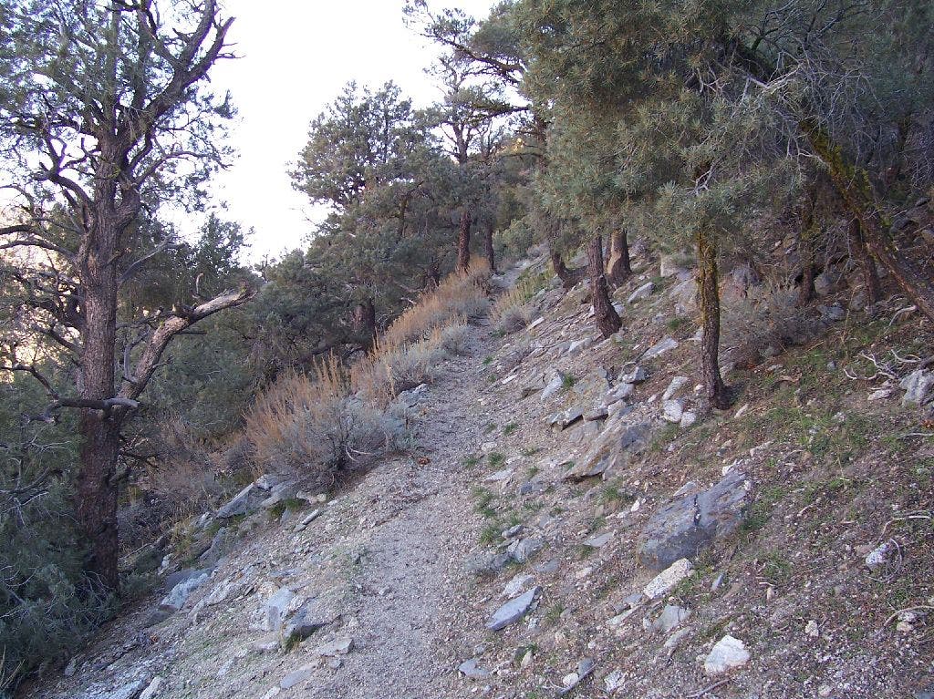 Trail through pines None