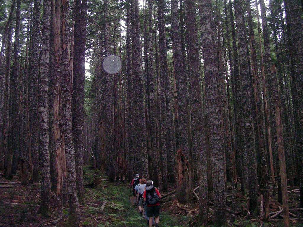 Trail to Dublin Lake None