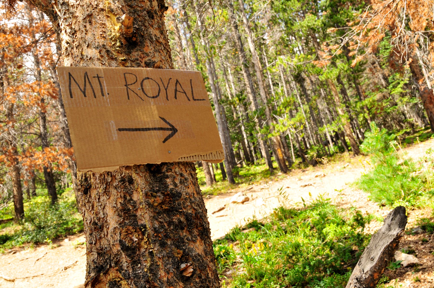 Trail to Mount Royal None