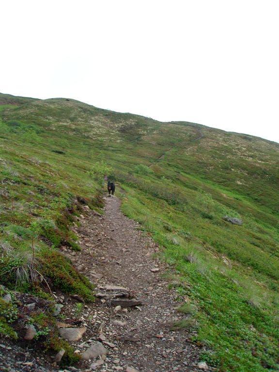 Trail to the Ridge None