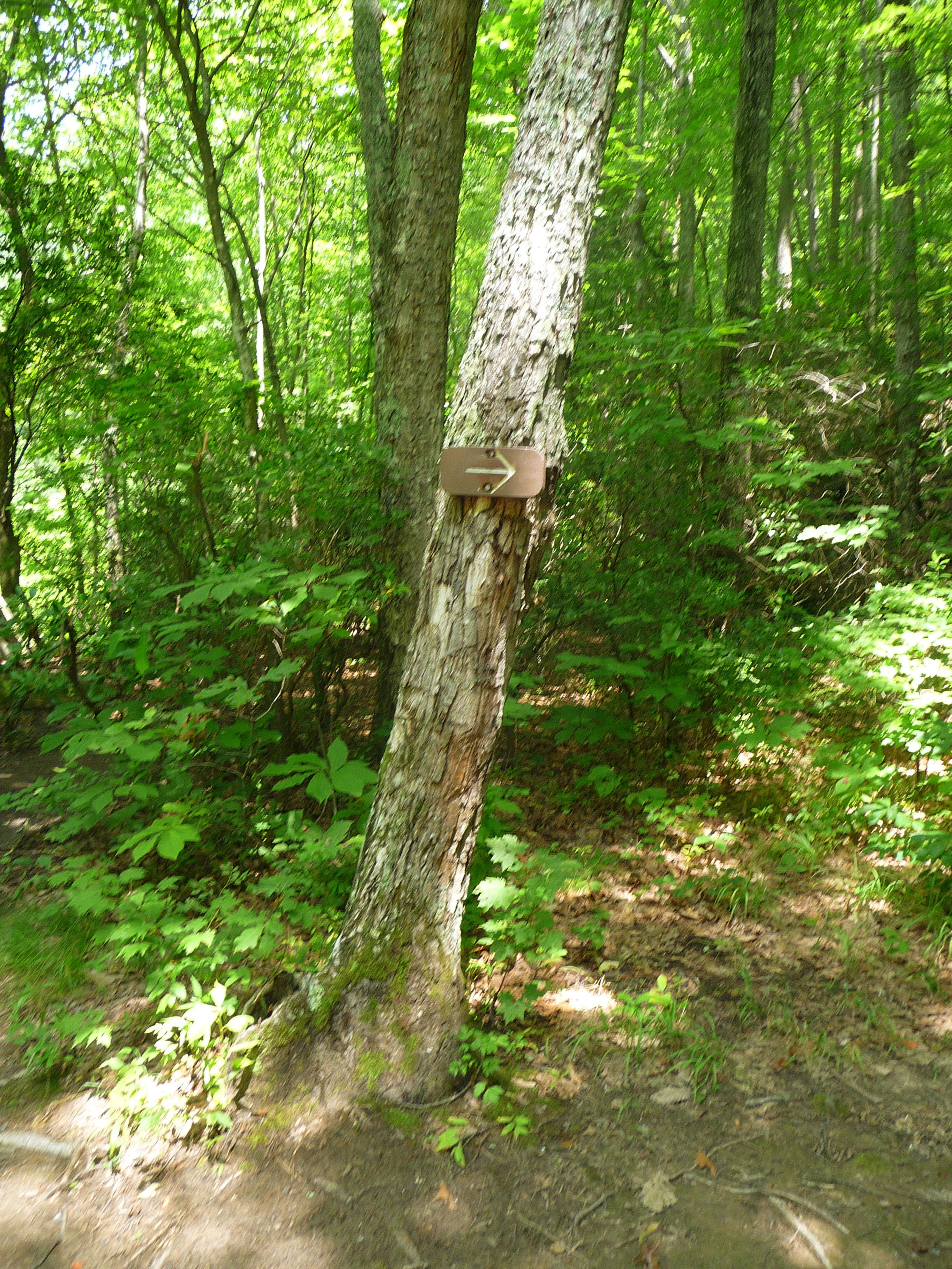 Trail turns right None