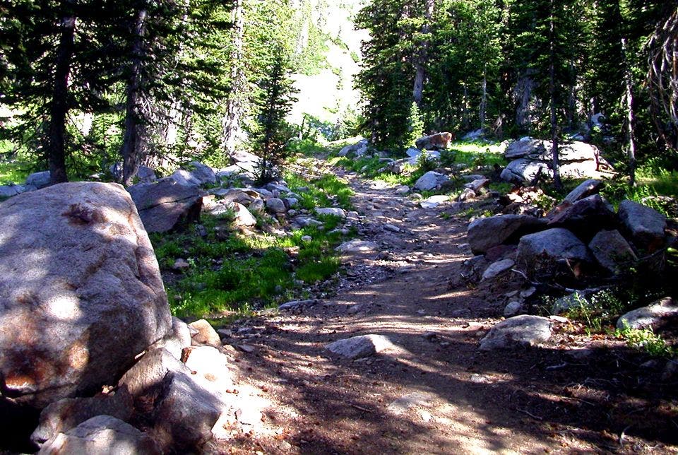 Trail winds through shady forest None