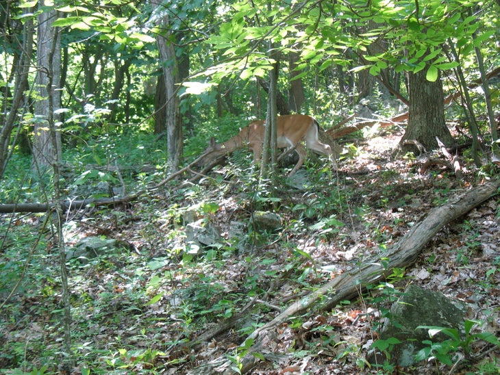 Trailside Deer None