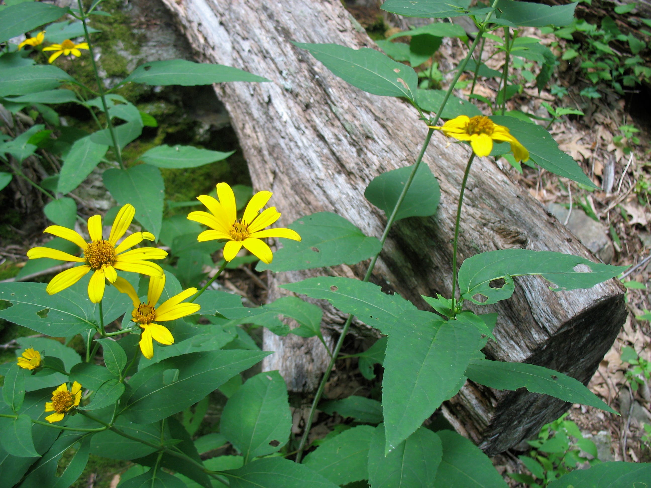 Trailside Flora None