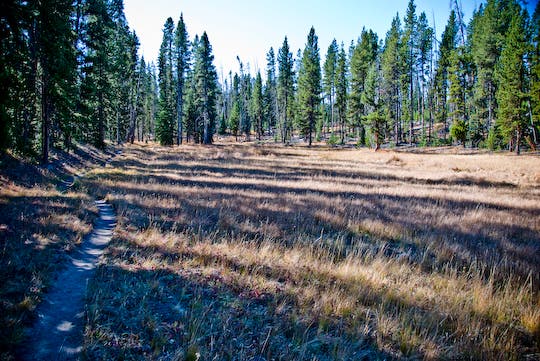 Trailside Meadow None