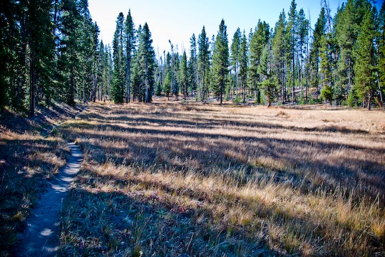 Trailside Meadow None