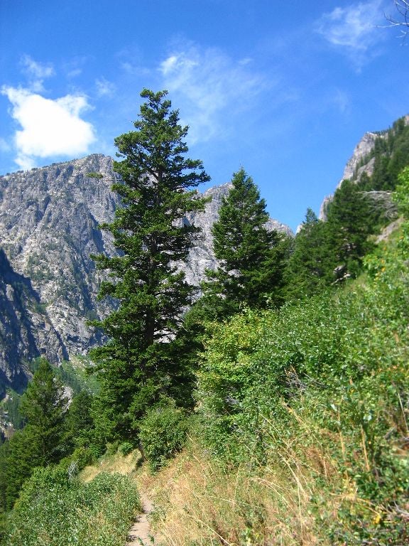 Trailside Views None