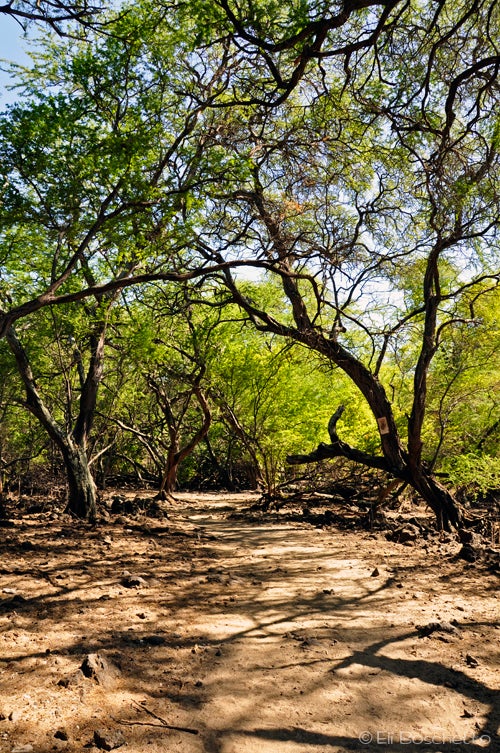 Tree Cover None